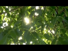 প্রোব অস্ত্রোপচার যন্ত্র